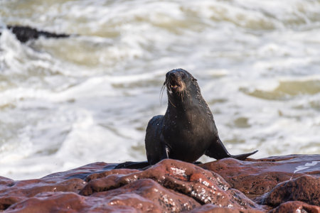 Detail of the seal colony at Cape Cross, off the skeleton coast of Namibia.の写真素材
