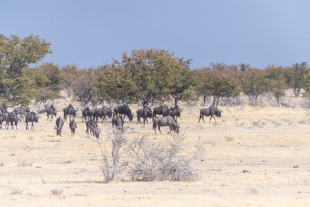 Telephoto shot of a herd of blue wildebeest - Connochaetes taurinus- trekking across the plains of Etosha national Park, Namibia.の写真素材
