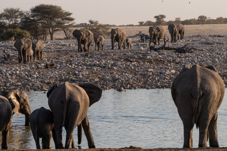 A herd of African Elephant -Loxodonta Africana- taking a bath in a waterhole in Etosha national Park.の写真素材