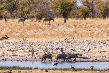 Telehoto of three warthogs drinking from a waterhole in Etosha National Park, Namibia.の写真素材