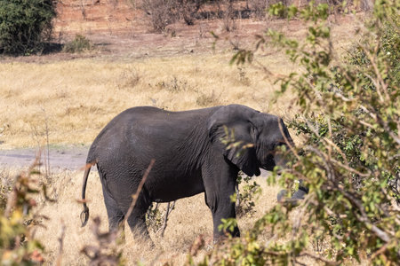 Telephoto shot of a lone african elephant feeding itself in Chobe National Park, Botswana.の写真素材