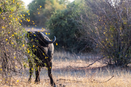 Telephoto shot of an African Buffalo -Syncerus caffer- grazing in Chobe National Park, Botswana.の写真素材