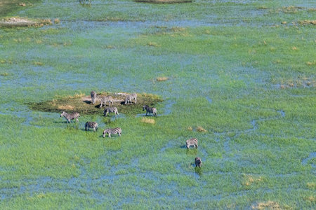 Aerial shot of a herd of Zebras grazing in the Okavango delta wetlands in Botswana.の写真素材