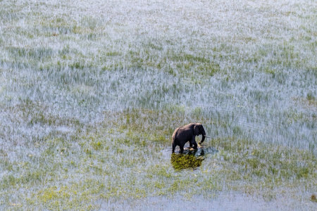 Aerial telephoto shot of an African Elephant wading through the shallow waters of the Okavango Delta in Botswana.の写真素材