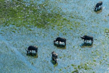 Arial telephoto shot of an African Buffalo -Syncerus caffer- grazing in the Okavango Delta wetlands, Botswana.の写真素材