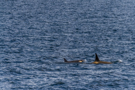 Close-up of a killer whale, Orcinus orca, swimming in the waters of the Antarctic peninsula, near Anvers Island.の写真素材