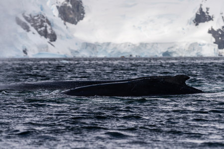 Close-up of the back and dorsal fin of a diving humpback whale -Megaptera novaeangliae. Image taken in the Graham passage, near Charlotte Bay, Antarctic Peninsulaの写真素材