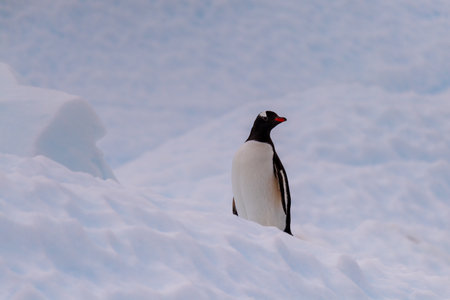 Close-up of a Gentoo Penguin -Pygoscelis papua- standing on an iceberg near Cuverville Island, on the Antarctic Peninsulaの写真素材
