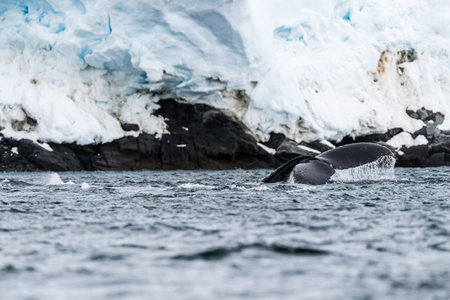 Close-up of the tail of a diving humpback whale -Megaptera novaeangliae. Image taken in the Graham passage, near Charlotte Bay, Antarctic Peninsula.の写真素材