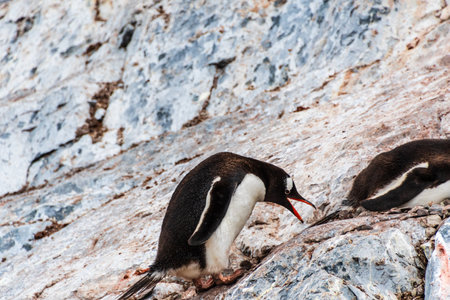 Close-up of Gentoo Penguin -Pygoscelis papua- at Cuverville Island, on the Antarctic Peninsulaの写真素材