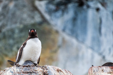 Close-up of a Gentoo Penguin -Pygoscelis papua- sitting on its nest at Cuverville Island, on the Antarctic Peninsulaの写真素材