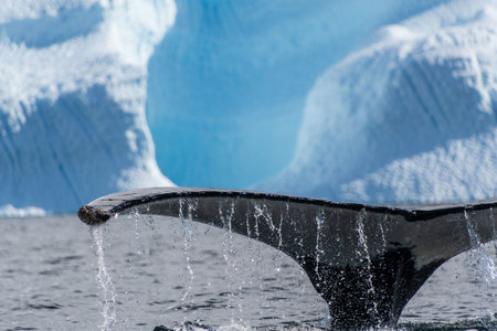 Close-up of the tail of a diving humpback whale -Megaptera novaeangliae. Image taken in the Graham passage, near Charlotte Bay, Antarctic Peninsula.の写真素材