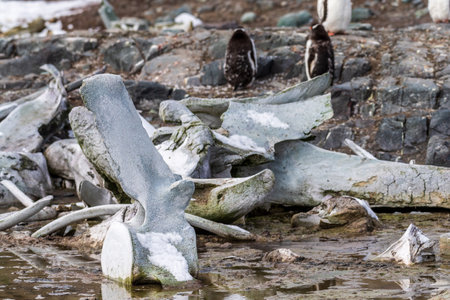 Close-up of a bone yard of Humpback whale -Megaptera novaeangliae- Bones, at Mikkelsen harbour, along the Antarctic peninsula.の写真素材