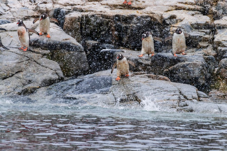 A group of Gentoo Penguin -Pygoscelis papua- standing on a rock near Primavera Base, on the Antarctic peninsulaの写真素材