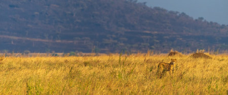 Telephoto of a female lion -Panthera Leo- walking across the expansive landscape of the Serengeti, Tanzania, in the golden light of the early morningの写真素材