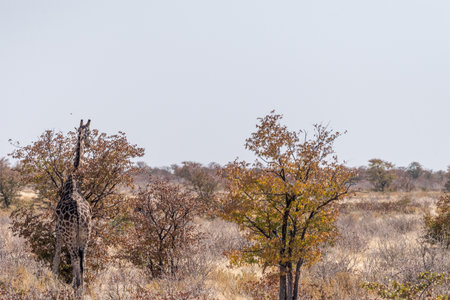 Angolan Giraffes -Giraffa giraffa angolensis- standing on the plains of Etosha national park, Namibia.の写真素材