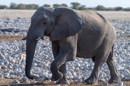 Telephoto of a single African Elephant -Loxodonta Africana- approaching a waterhole in Etosha National Park, Namibia.の写真素材