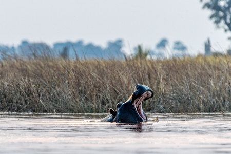 Low perspective shot of a partially submerged hippopotamus, Hippopotamus amphibius, floating in the Okavango delta during golden hour.の写真素材