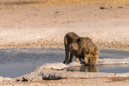 Close-up of a male lion -Panthera leo- drinking from a waterhole in Etosha national Park, Namibia.の写真素材