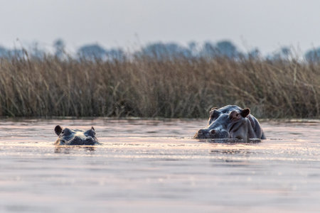 Low perspective shot of a partially submerged hippopotamus, Hippopotamus amphibius, floating in the Okavango delta.の写真素材