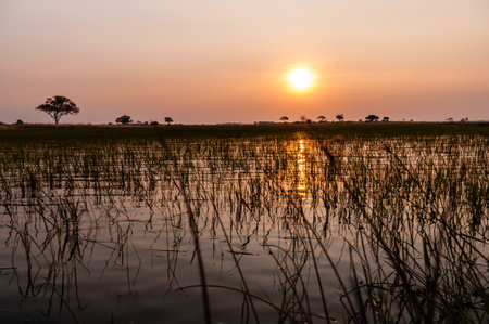 Telephoto shot of a beautiful sunset in the Okavango Delta in Botswana.の写真素材