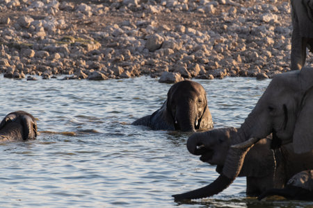 Telephoto of a herd of African Elephant -Loxodonta Africana- taking a bath in a waterhole in Etosha national Park.の写真素材