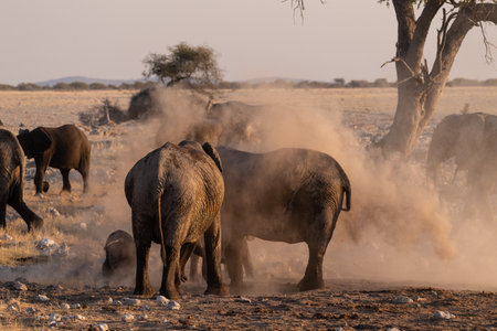Telephoto of a herd of African Elephant -Loxodonta Africana- taking a bath in a waterhole in Etosha national Park.の写真素材