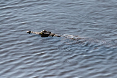 Telephoto shot of a nile crocodile - Crocodylus niloticus- floating in the Chobe river in Botswana.の写真素材