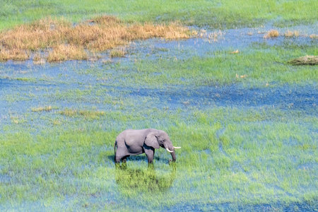 Aerial telephoto shot of an African Elephant wading through the shallow waters of the Okavango Delta in Botswana.の写真素材
