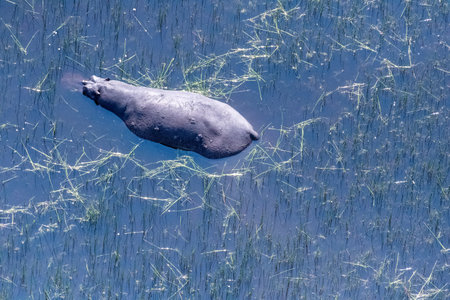 Aerial Telephoto shot of an hippopotamus that is partically submerged in the Okavango Delta Wetlands in Botswana.の写真素材