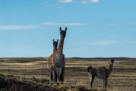 Telephoto of two Guanacos -Lama guanicoe- roaming around Tierra de Fuego, Chileの写真素材