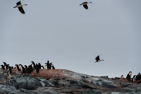 Close-up of three Antarctic Shags -Leucocarbo bransfieldensis- flying over an Adelie Penguin colony, near Fish Islands, on the Antarctic Peninsulaの写真素材