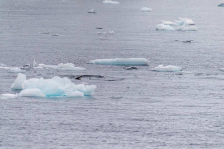 Telephoto of Adelie Penguins - Pygoscelis adeliae- jumping in and out of the Water near Prospect point, along the Antarctic Peninsulaの写真素材