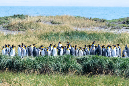 Outdoor scene depicting King Penguins - Aptenodytes patagonicus- colony on Tierra de Fuego, in Southern Chile.の写真素材