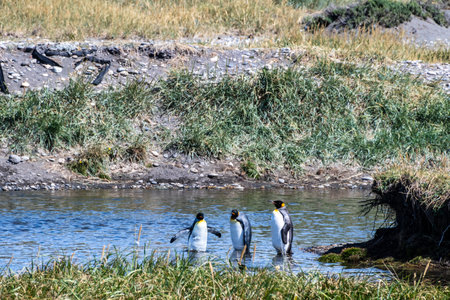 Outdoor scene depicting a King Penguin - Aptenodytes patagonicus- colony on Tierra de Fuego, in Southern Chile.の写真素材