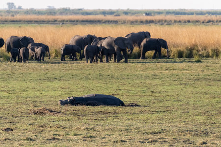 Telephoto of a hippopotamus resting on land in chobe national park, Botswana.の写真素材