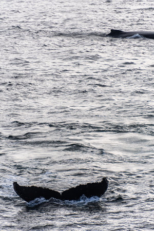 Close-up of the tail of a diving humpback whale -Megaptera novaeangliae. Image taken in the Graham passage, near Charlotte Bay, Antarctic Peninsula.の写真素材