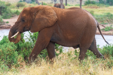 Telephoto of an African Elephant -Loxodonta Africana- Emerging from the Ewaso Ngiro river in the Samburu National Reserve, Kenyaの写真素材