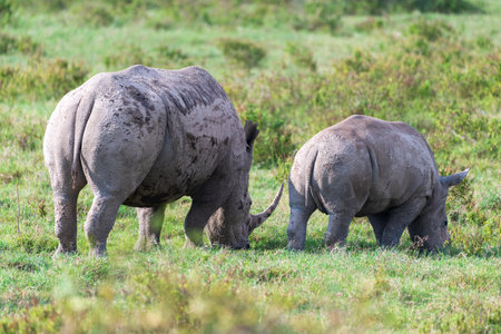 Close-up of an encounter with a White Rhinoceros -Ceratotherium simum- accompanied by its young, grazing in Lake Nakuru national park, Kenya.の写真素材