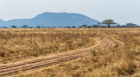Endless golden grasslands under a wide blue sky, scattered with acacia trees, occasional rocky outcrops, and a distant mountain range, capturing the serene and expansive beauty of the Serengeti.の写真素材