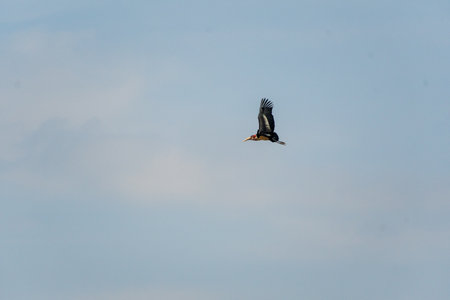 Telephoto of a Marabou Stork - Leptoptilos crumenifer- in flight. Image from the Ngorogoro Crater in Tanzaniaの写真素材