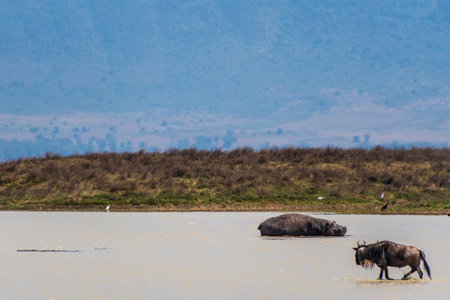 Telephoto of a hippopotamus, Hippopotamus amphibius, resting in a lake, while a wildebeest passed in front.の写真素材