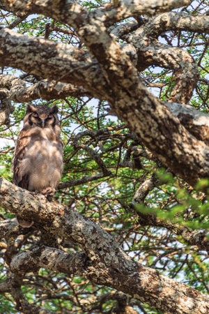 Telephoto of a spotted eagle owl - Bubo africanus- hiding in a tree in the Serengeti, Tanzaniaの写真素材