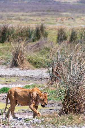 Telephoto of a female adult lion emerging from behind a bush in the Ngorogoro Crater, Tanzaniaの写真素材