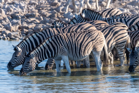 A group of Burchells Plains zebra -Equus quagga burchelli- drinking from a waterhole on the plains of Etosha National Park, Namibia.の写真素材