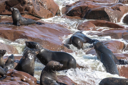 Detail of the seal colony at Cape Cross, off the skeleton coast of Namibia.の写真素材
