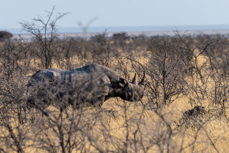 A black Rhinoceros - Diceros bicornis- eating scrubs on the plains of Etosha national park, Namibia, during sunset.の写真素材