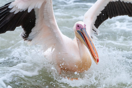 Telephoto shot of a great white pelican -Pelecanus onocrotalus- near Walvis Bay, Namibiaの写真素材