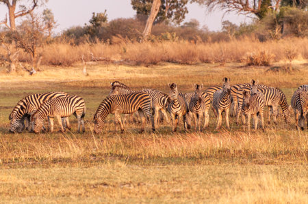 Telephoto shot of a large herd of Burchells Plains zebras, Equus quagga burchelli, running on the dry lands of the Okavango Delta, Botswana.の写真素材