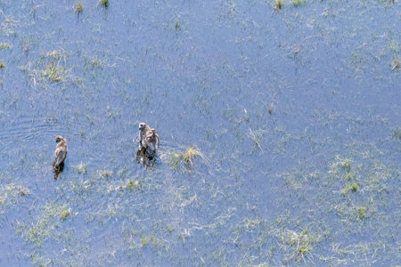 Aerial Telephoto shot of a young Baboon family, Father, Mother and young, wading through the Okavango Delta Wetlands. Botswana.の写真素材